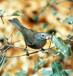 Colima Warbler