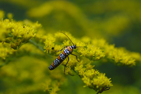 Click to view larger: Ailanthus webworm 
moth on Goldenrod flowers