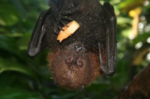 Moody Gardens to celebrate Year of the Bat in 2012