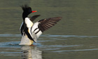Week in wildlife : A Chinese merganser swims in a lake in Xiushui County, China