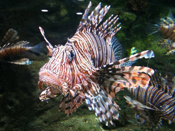 A lionfish on display in a public aquarium