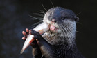 Week in Wildlife : An Asian Short-clawed otter eats a fish at Chester Zoo