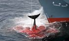 Japanese Whaling 