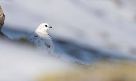 Green Shoots on Winter Wildlife photography