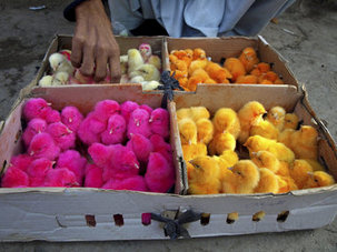 Colored Chicks on Sale in Peshawar