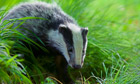 A badger foraging in daylight