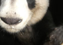 Homepage tab: Wild panda in China 125x90