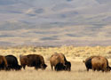 Homepage tab: Colorado Bison group 125x90