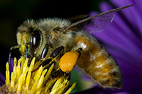 Honey Bee nectaring on New England Aster Flower