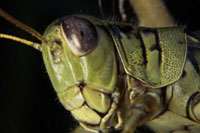 Grasshopper Head Detail