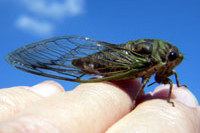 Annual Cicada