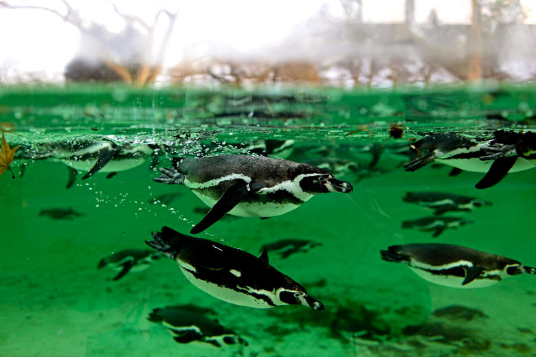 Penguins swim during the annual stocktake at London zoo