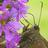 the Life on the Purple Loosestrife group icon