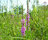 Clearwing hummingbird moth @ exotic, invasive Purple loosestrife