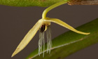 Night-flowering orchid discovered