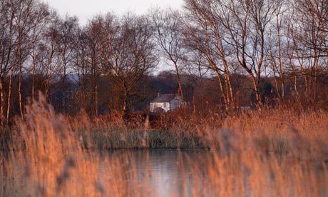 Country Diary : Shapwick Heath nature reserve, Somerset