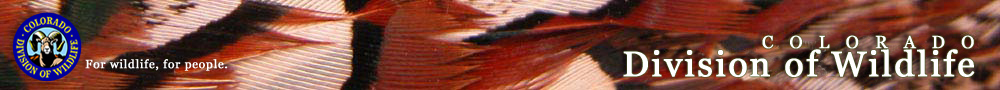 Pheasant Feather