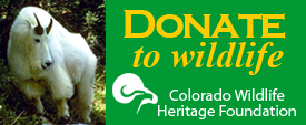 ad-donate-wildlife3.jpg