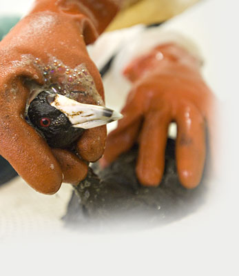Photo: Cleaning an oiled bird
