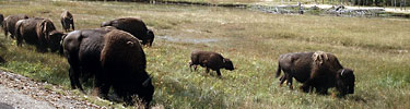 Bison in Yellowstone.
