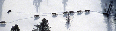 Aerial photo of wolf pack in snow.