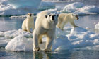 Frozen Planet polar bears