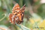 Duke of Burgandy Butterfly (Hamearis lucina)