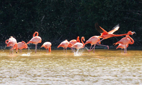flamingos in Mexico