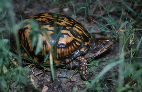 Click to view larger: Eastern Box Turtle (Terrapene carolina)