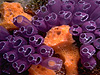 tunicate picture - click to go to the Tunicate page