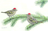 image of ruby-crowned kinglets by Kalen (NM)