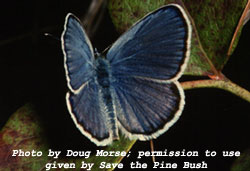 Photo of Karner Blue Butterfly by Doug Morse