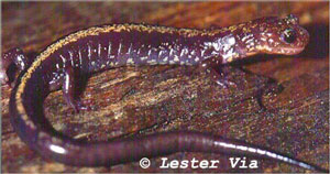 Photo of Shenandoah Salamander by Lester Via
