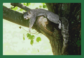 Photo of Delmarva Fox Squirrel resting on tree by Lisa Paglione