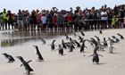Penguins released after Rena oil spill in New Zealand