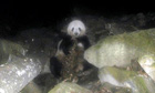 Panda caught eating meat on camera – video