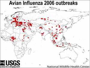 Avian Influenza outbreaks 2006