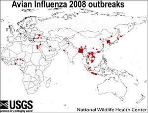 Avian Influenza outbreaks 2008