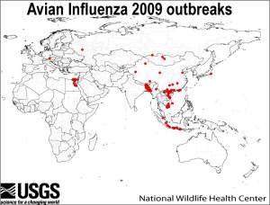 Avian Influenza outbreaks 2009