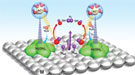 This image depicts the series of reactions by which water is separated into hydrogen molecules and hydroxide (OH-) ions.