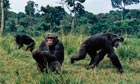 Chimpanzees