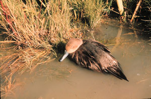 Duck with Botulism C