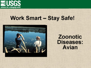 avian zoontic diseases