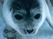 Ringed Seal