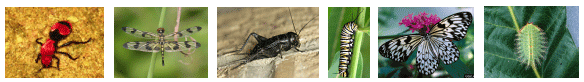 Insect Images