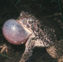 Woodhouse’s toad