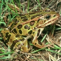 Northern leopard frog 