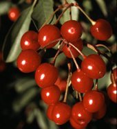 bitter cherry