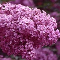 Red Rothomagensis lilac