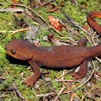 rough-skinned newt